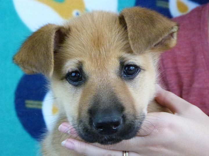 chinook puppy